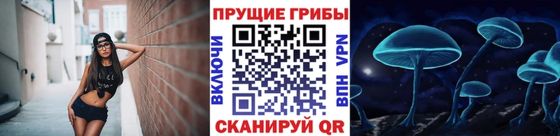 купить наркотик  Гатчина  Псилоцибиновые грибы Psilocybine cubensis 